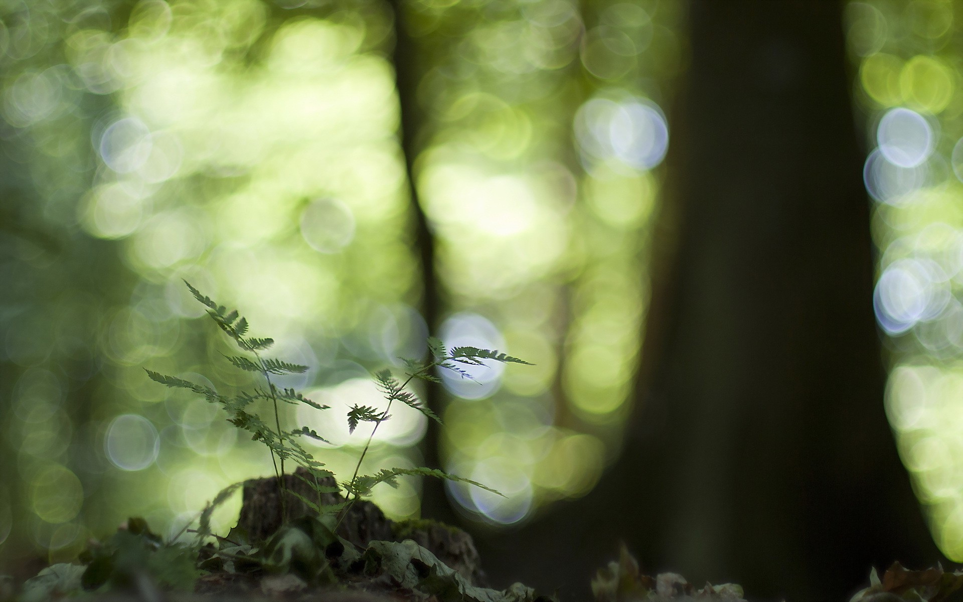 Nature Bokeh Wallpapers Wallpaper Cave