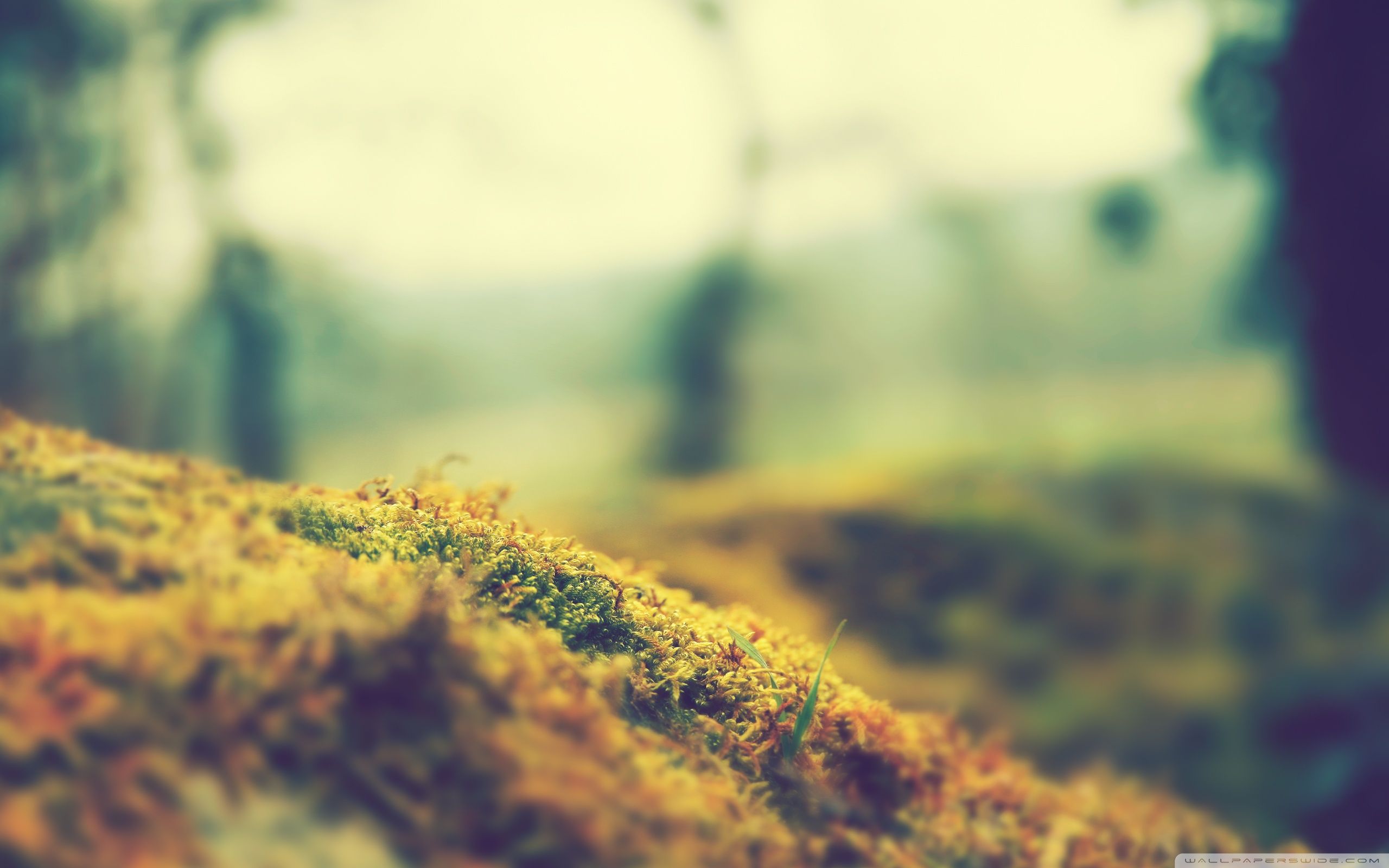 Bokeh Nature Macro Wallpaper