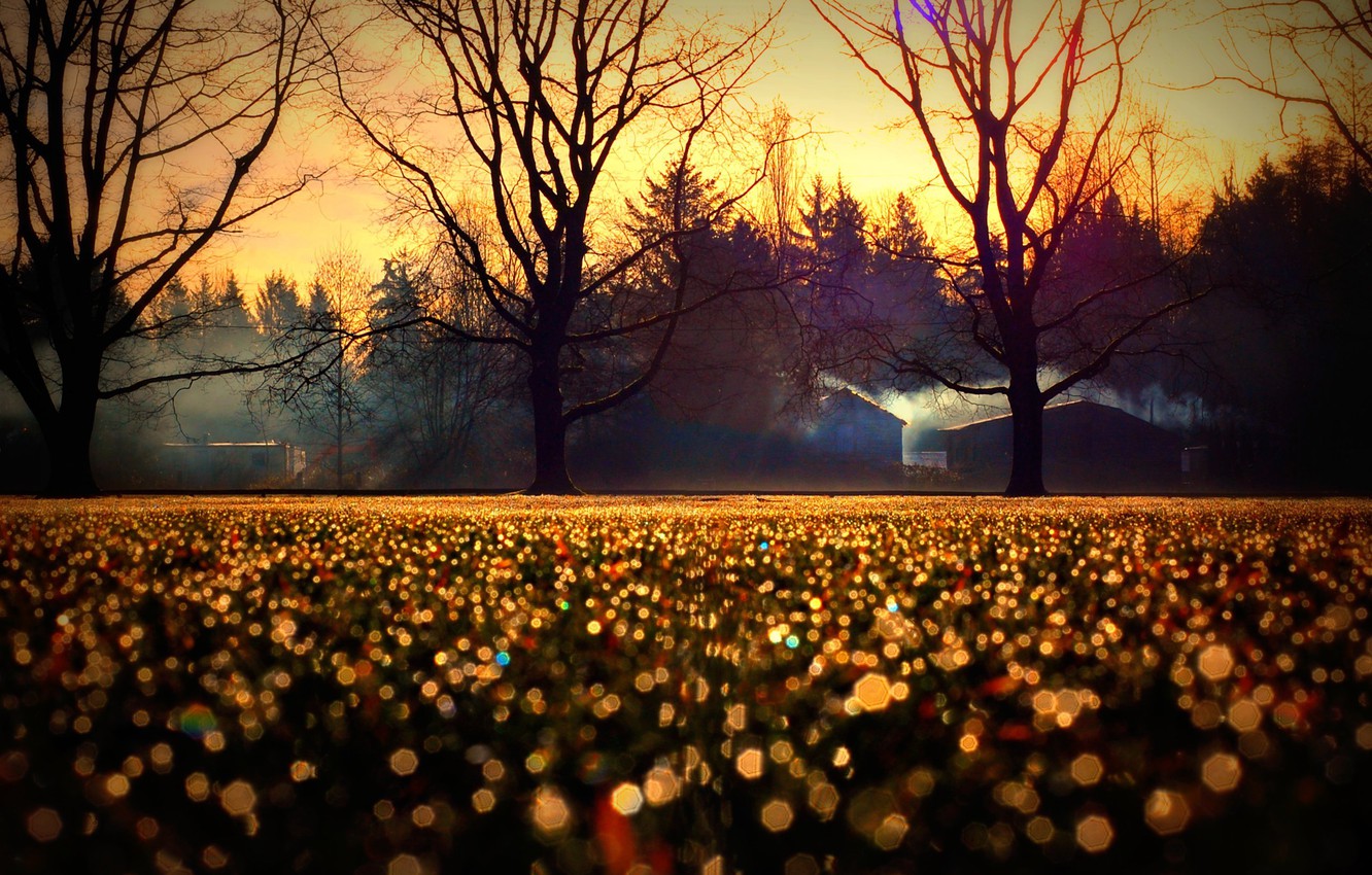 Wallpaper autumn, trees, nature, glare, Wallpaper, home, blur, horizon, wallpaper, bokeh image for desktop, section природа