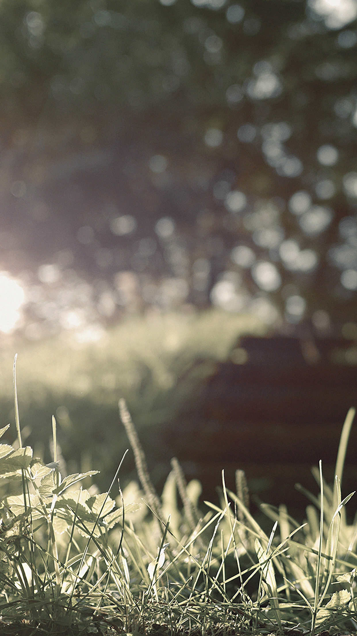 Wallpaper of the week: bokeh