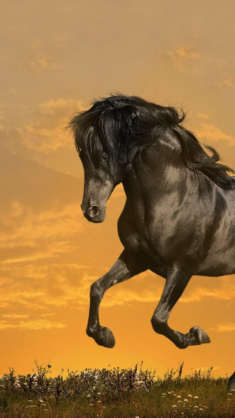 Horses. Horse wallpaper, Horses, Sky and clouds