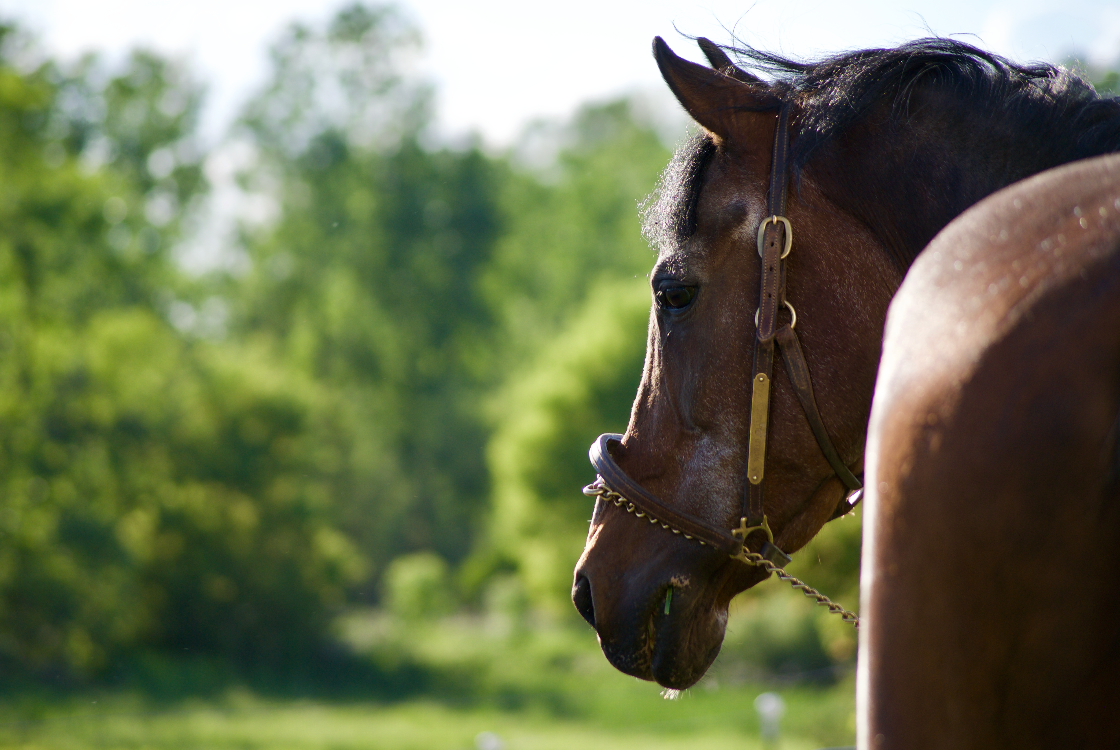 For The Love Of The Morgan Horse