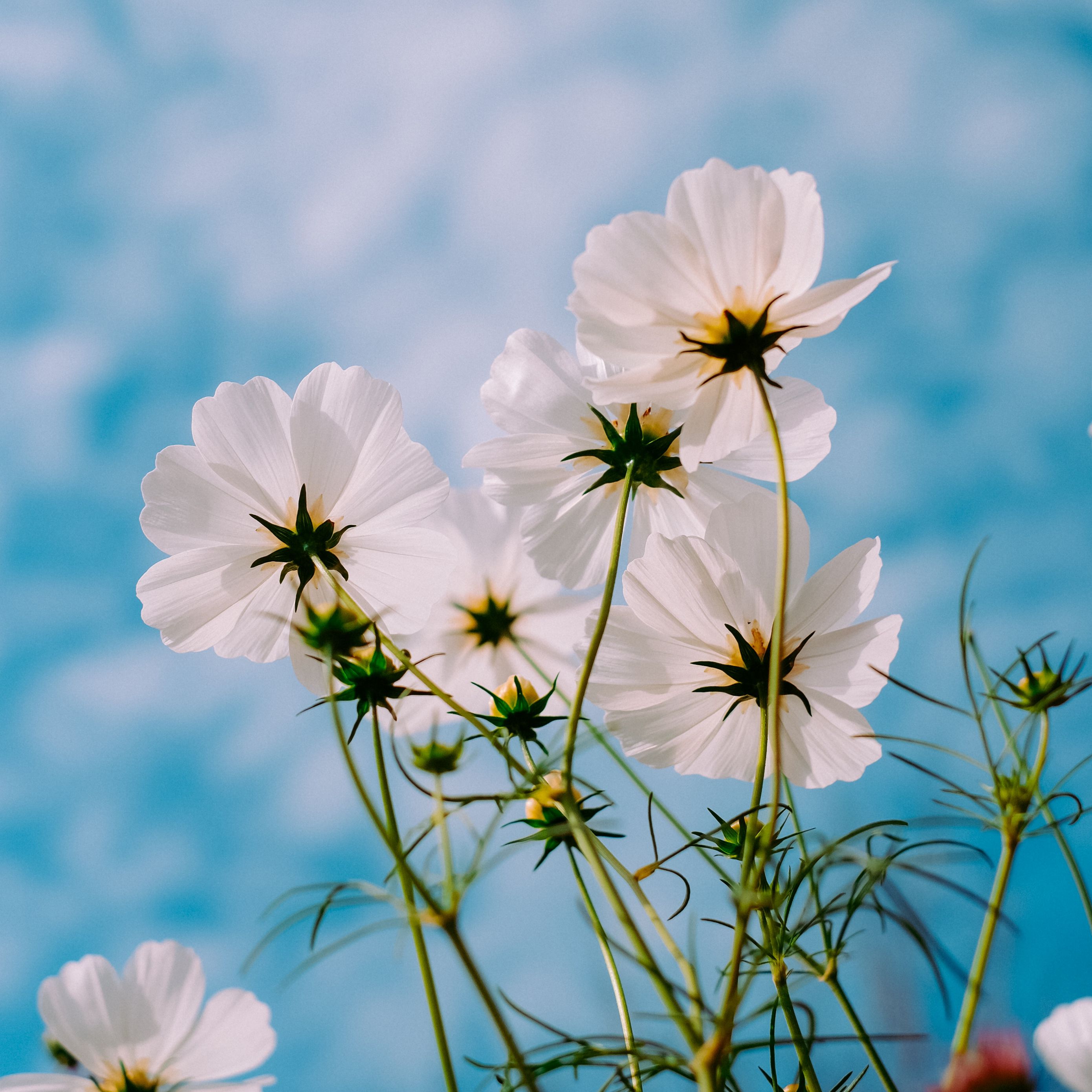 Download wallpaper 2780x2780 cosmos, flowers, white, petals, sky, summer ipad air, ipad air ipad ipad ipad mini ipad mini ipad mini ipad pro 9.7 for parallax HD background