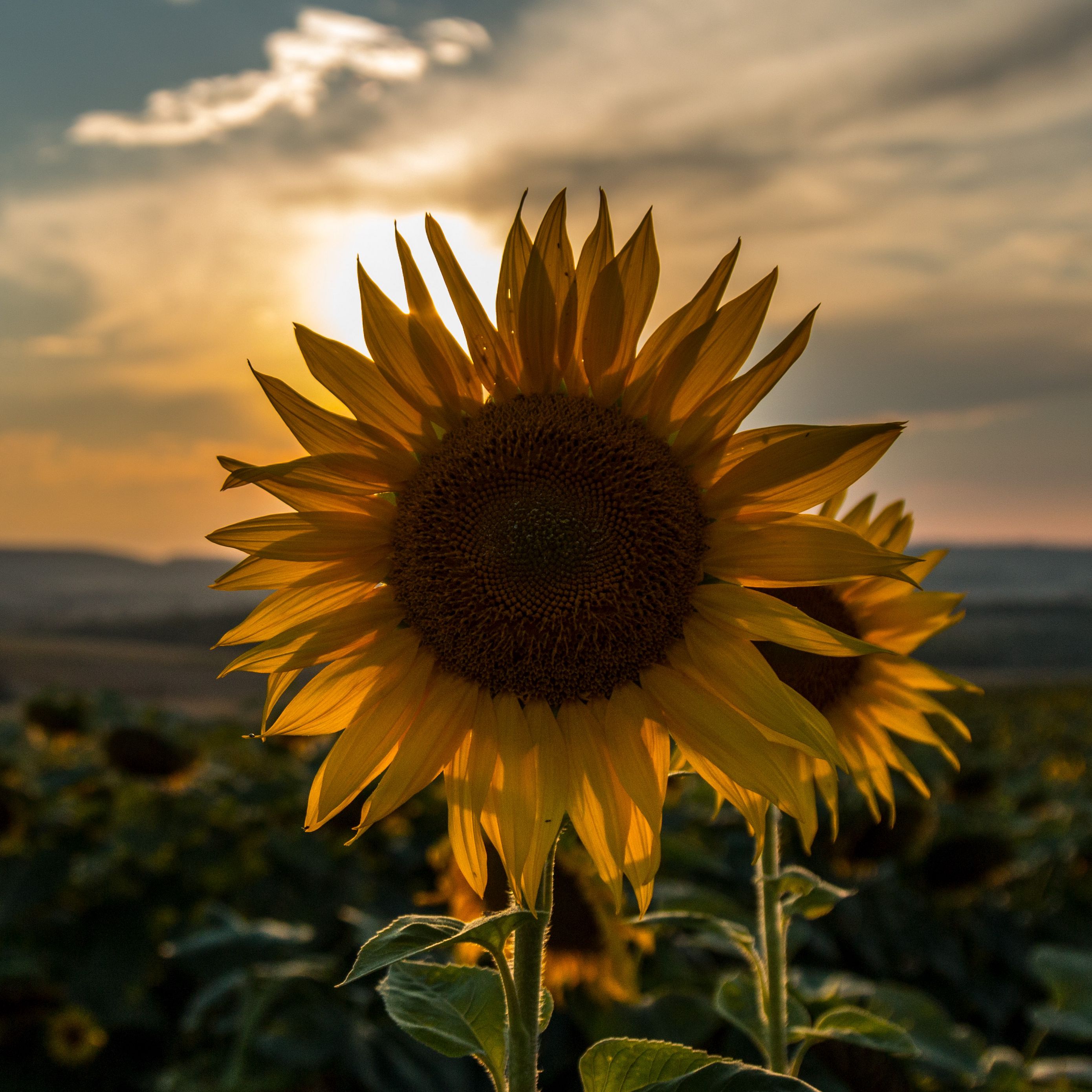 Download wallpaper 2780x2780 sunflower, sunset, field, sky, summer ipad air, ipad air 2, ipad 3, ipad 4, ipad mini 2, ipad mini 3, ipad mini 4, ipad pro 9.7 for parallax HD background