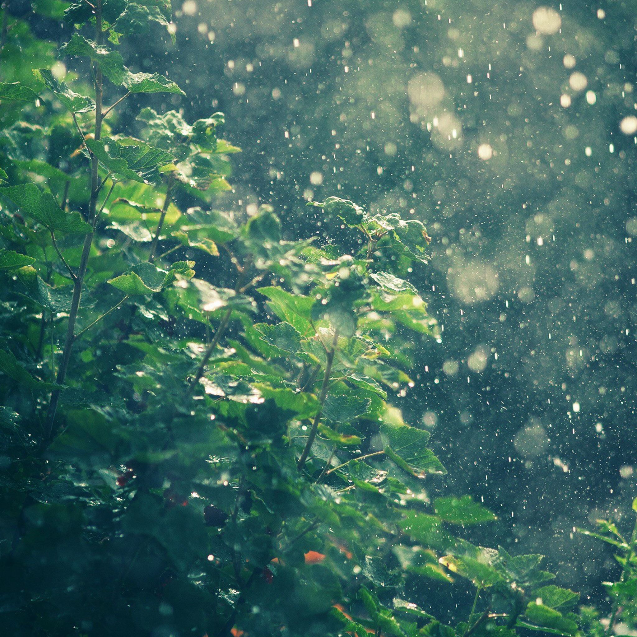 Raining In Summer Sunny Day iPad Air Wallpaper Free Download