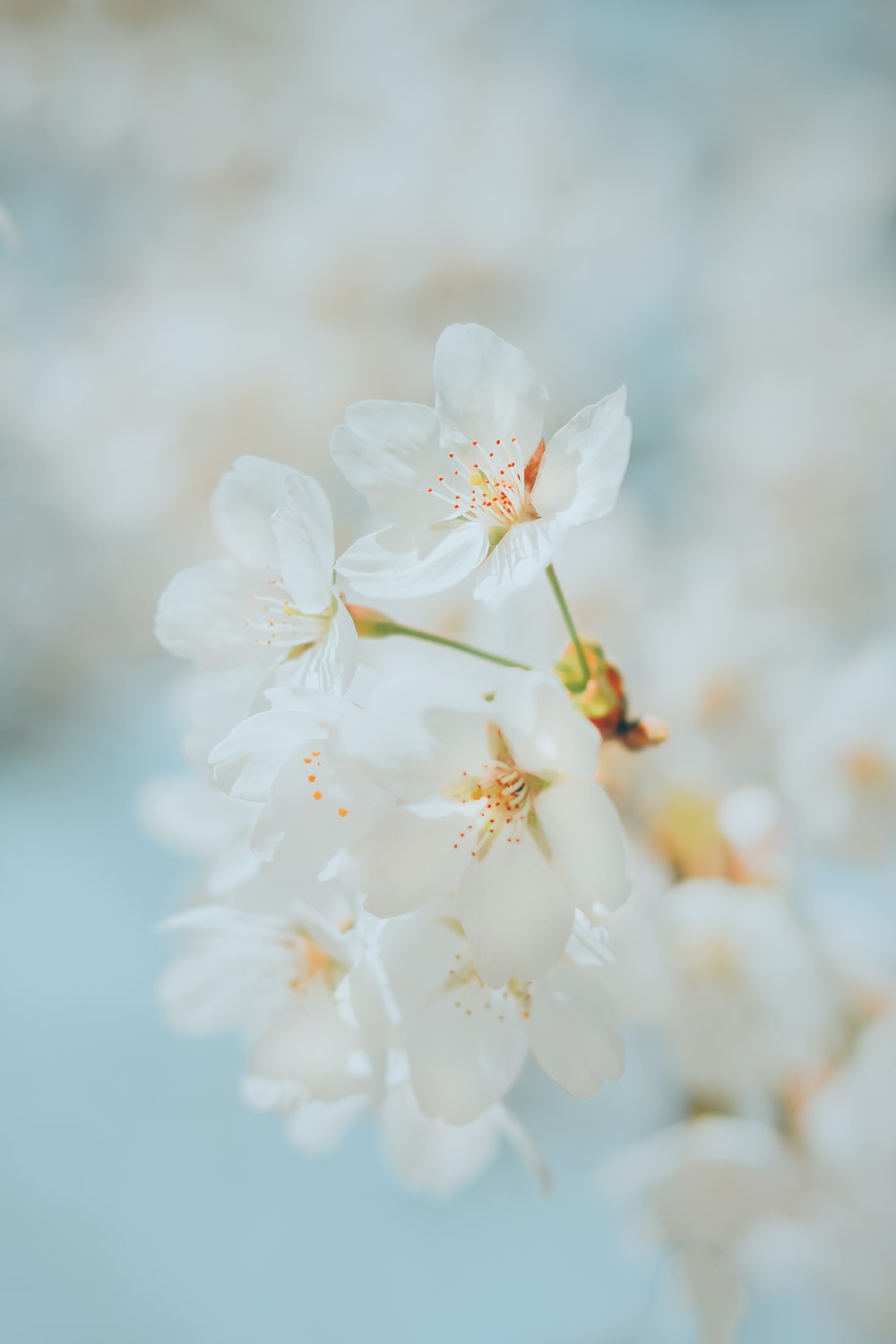 White Cherry Blossom Picture. Download Free Image