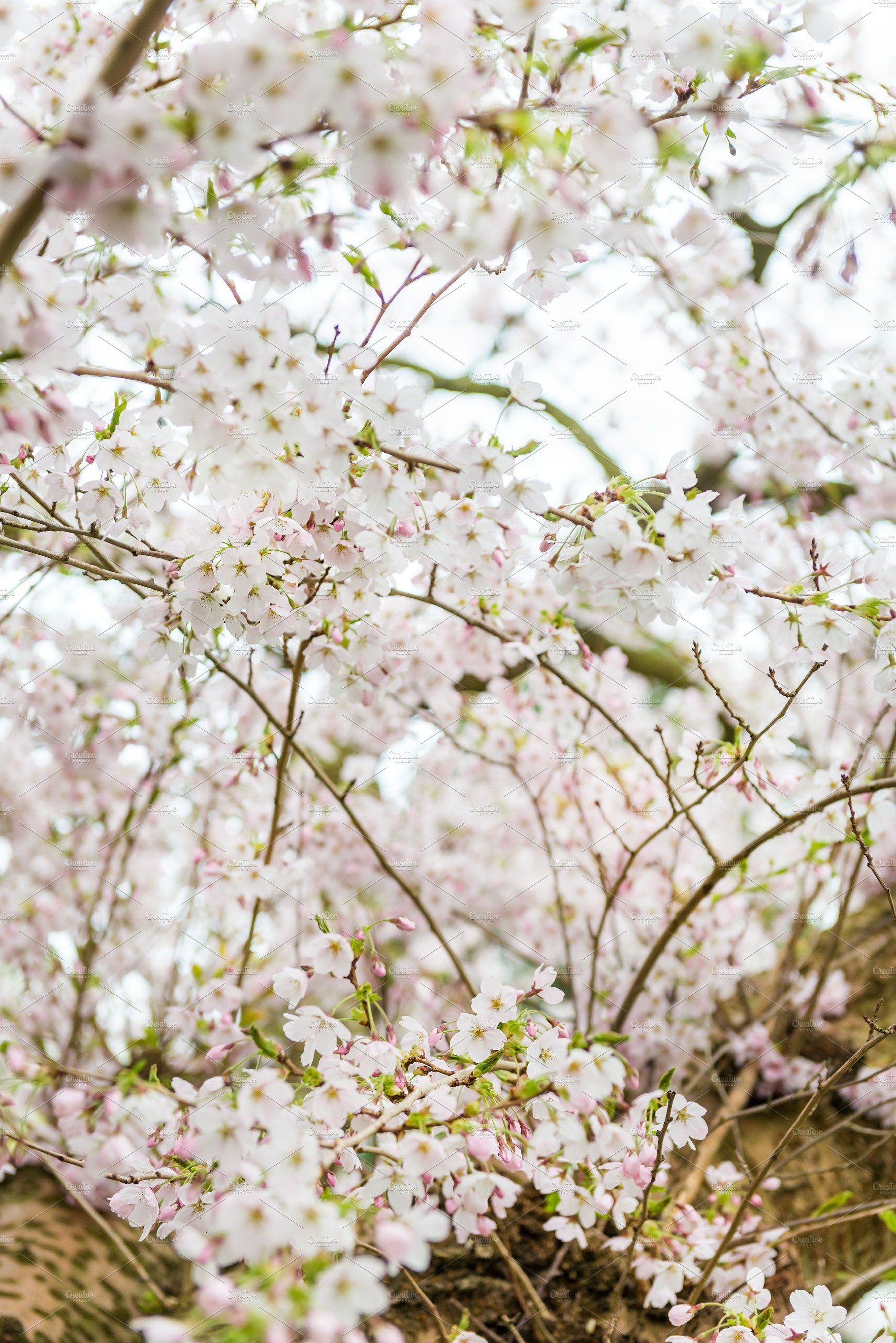 White blossom cherry tree containing sakura and blossom. White blossom tree, White cherry blossom, Cherry blossom