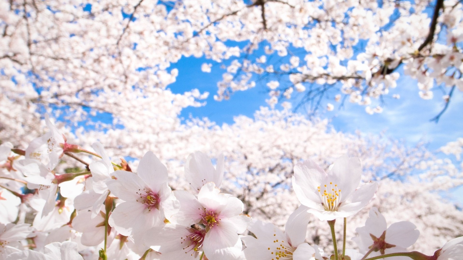 White Cherry Blossom Wallpapers - Wallpaper Cave