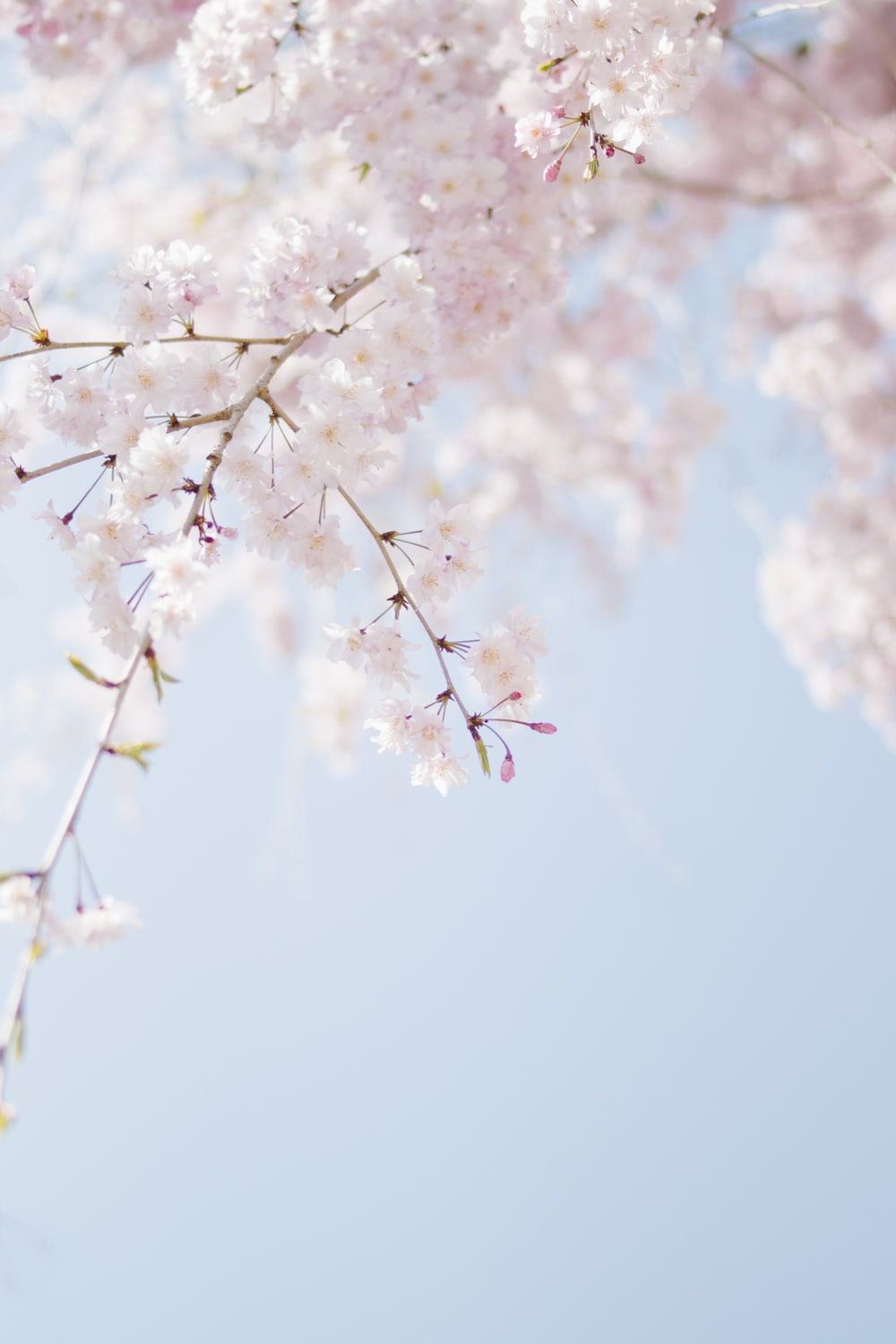 white cherry blossom wallpaper hd