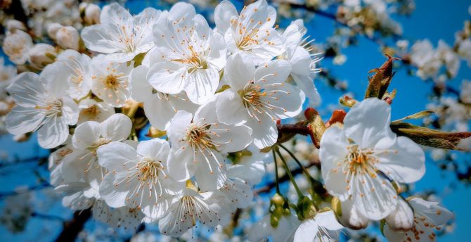 White, close up, cherry tree, spring, blossom wallpaper, HD image, picture, background, 998ad8