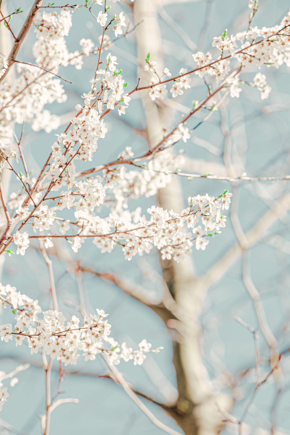 white cherry blossom tree in close up photography photo