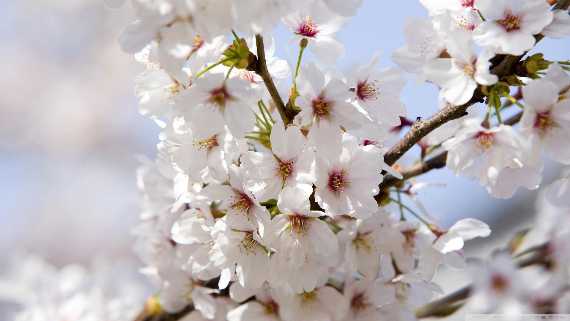 Japanese Cherry Blossom Wallpaper 1920x1080