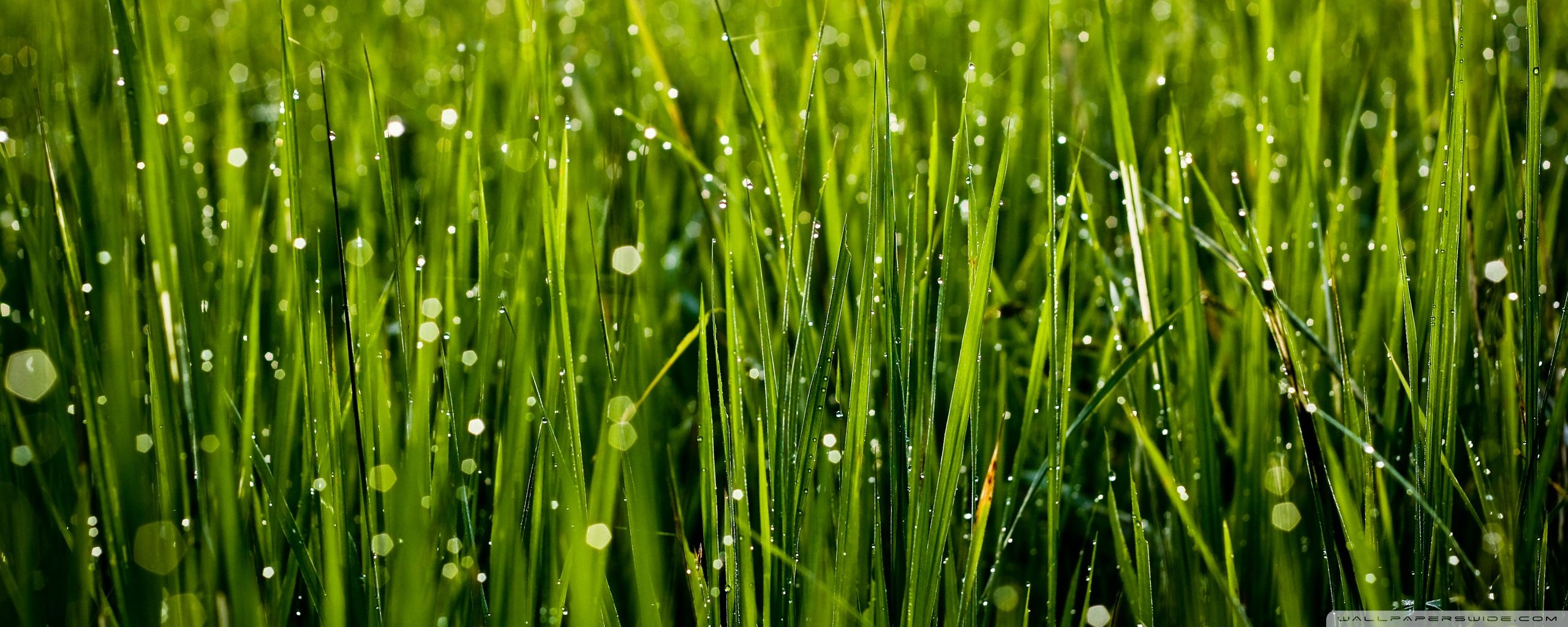 Learn The SkinMedica G R A S S Concept To Keep Your Skin As Fresh And Dewy As This Gorgeous Dewy Grass. Summer Grass, Skin Medica, Desktop Wallpaper Background