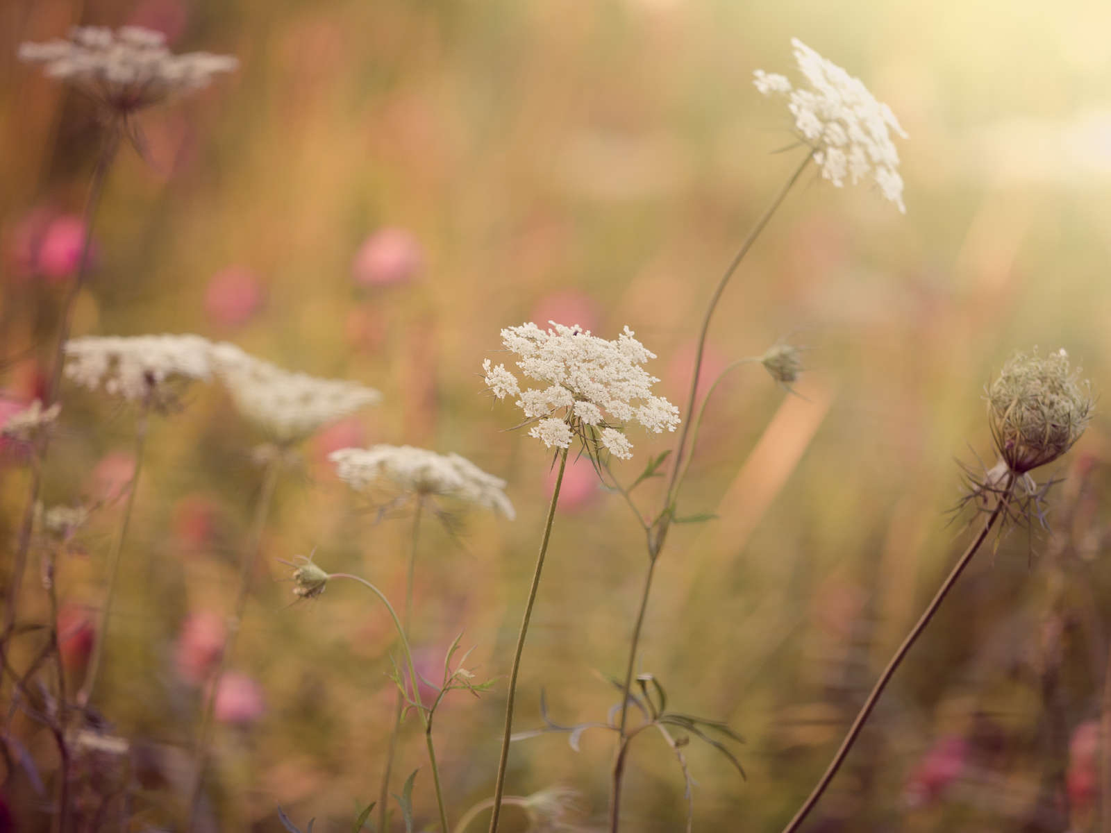TIPS FOR FANTASTIC FLOWER PHOTOGRAPHY