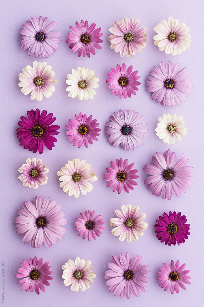 Purple Daisy Collection by Ruth Black. Soyut çiçek resimleri, iPhone arkaplanları, Çiçek