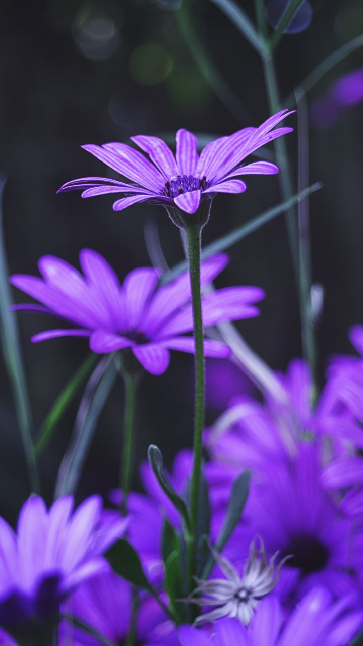 Garden, flowers, purple daisy, bloom, 720x1280 wallpaper. Purple daisy, Purple flowers wallpaper, Daisy wallpaper