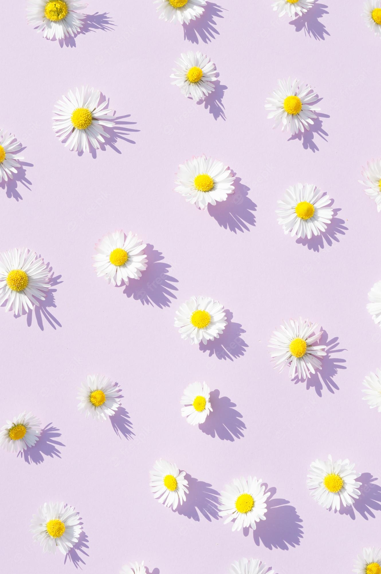 Premium Photo. Spring daisy flower on a purple background minimal aesthetic summer flower concept