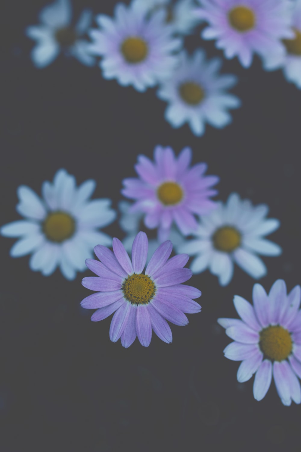 white and purple daisy flower decor photo