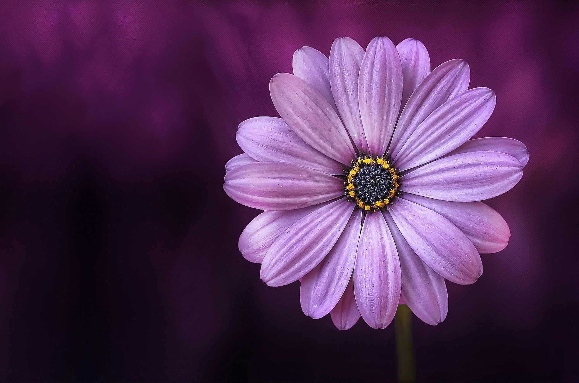 Best Free Purple Flower & Image · 100% Royalty Free HD Downloads