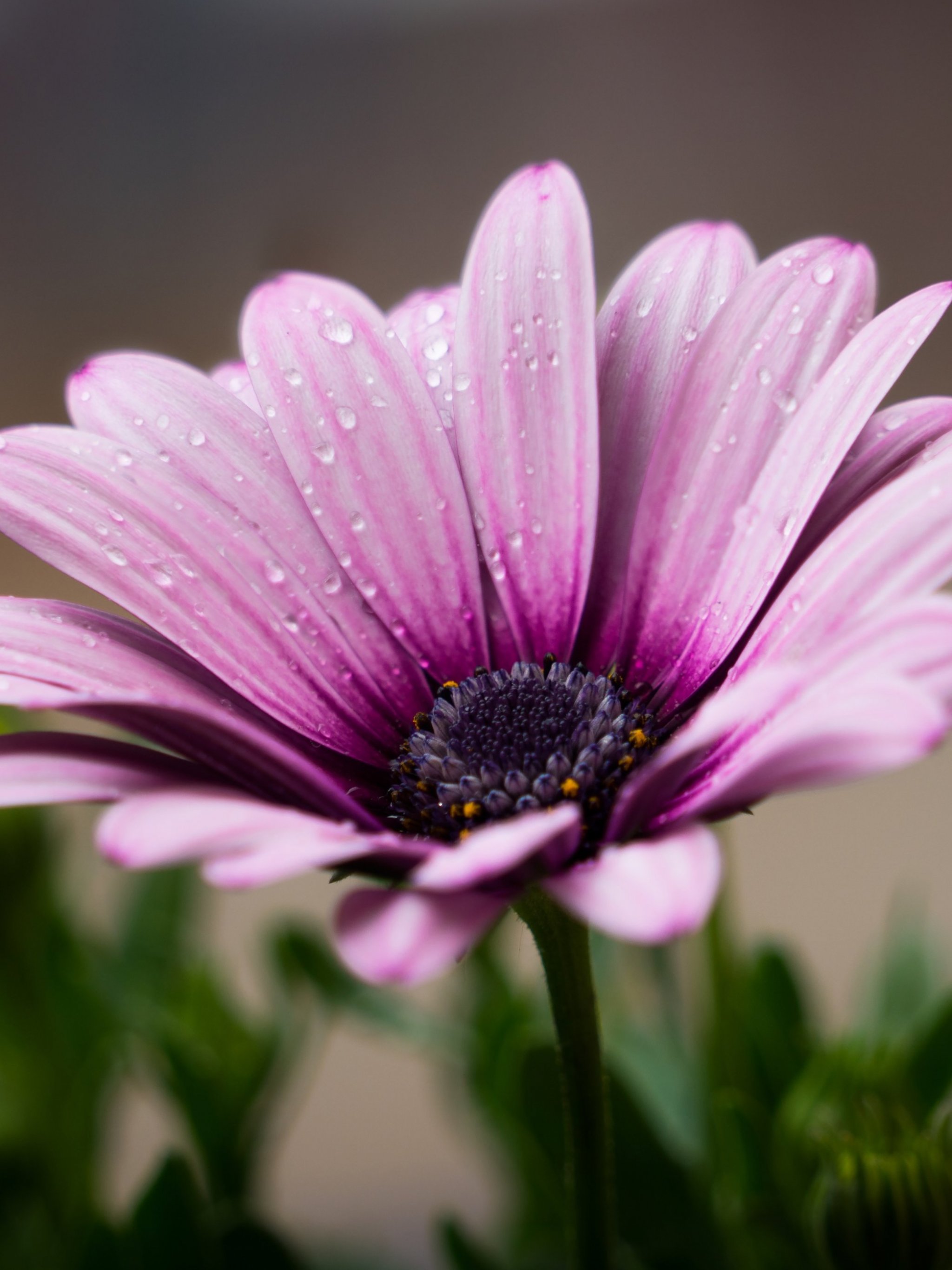 Dew on Purple Daisy Wallpaper, Android & Desktop Background