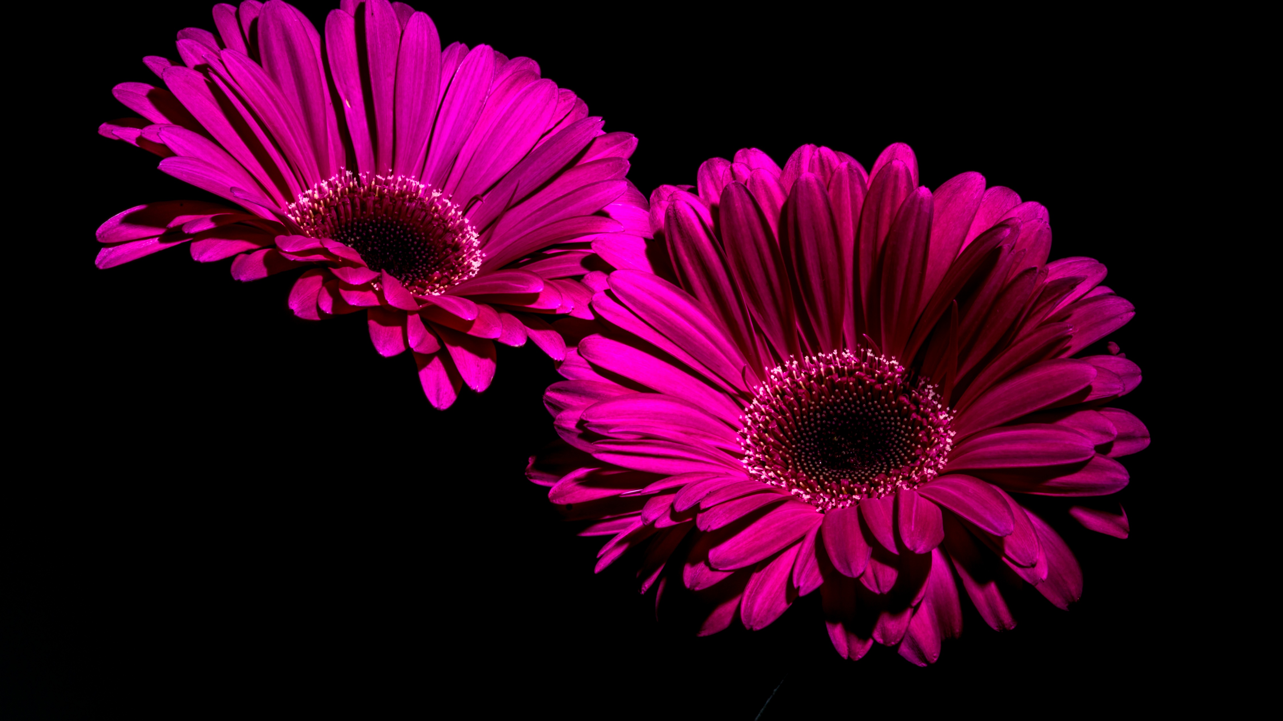 Gerbera Daisy Wallpaper 4K, Purple Flowers, Black background, Macro, Closeup, Flowers