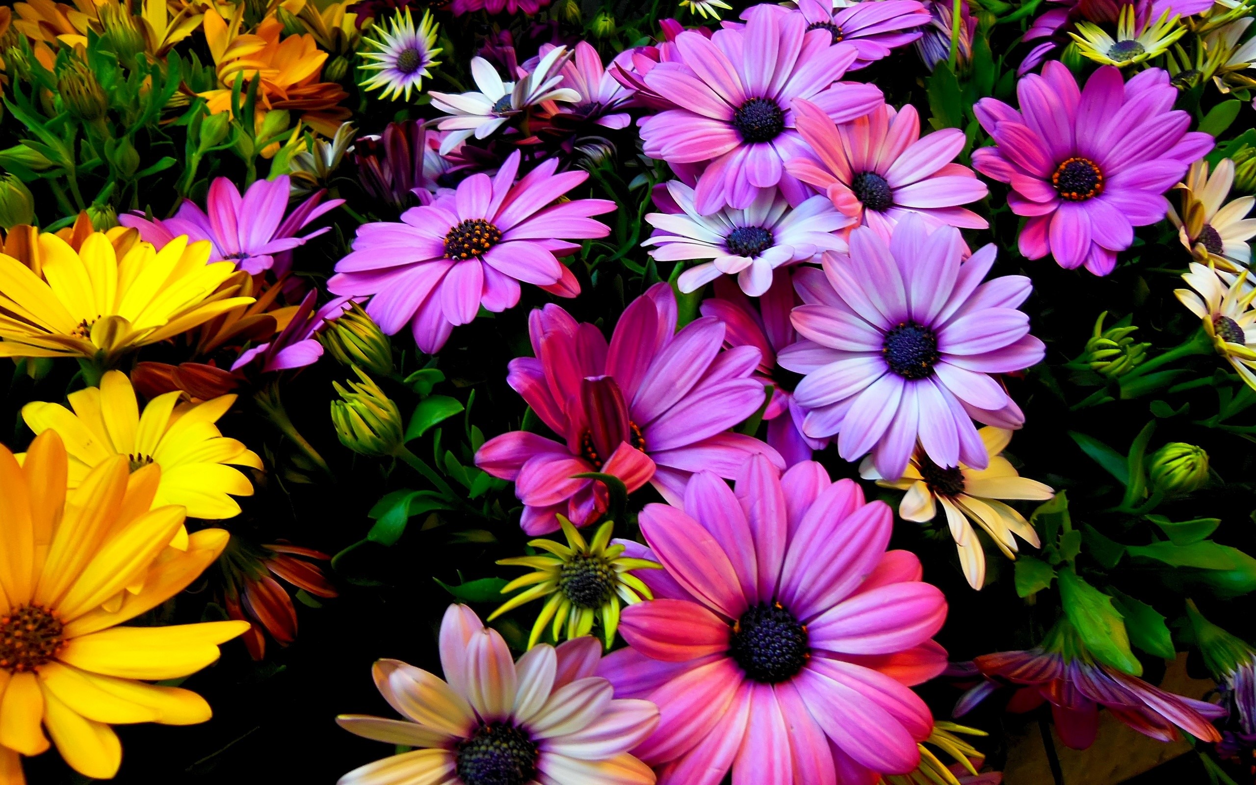 Yellow and purple daisies Wallpaper 2k Quad HD
