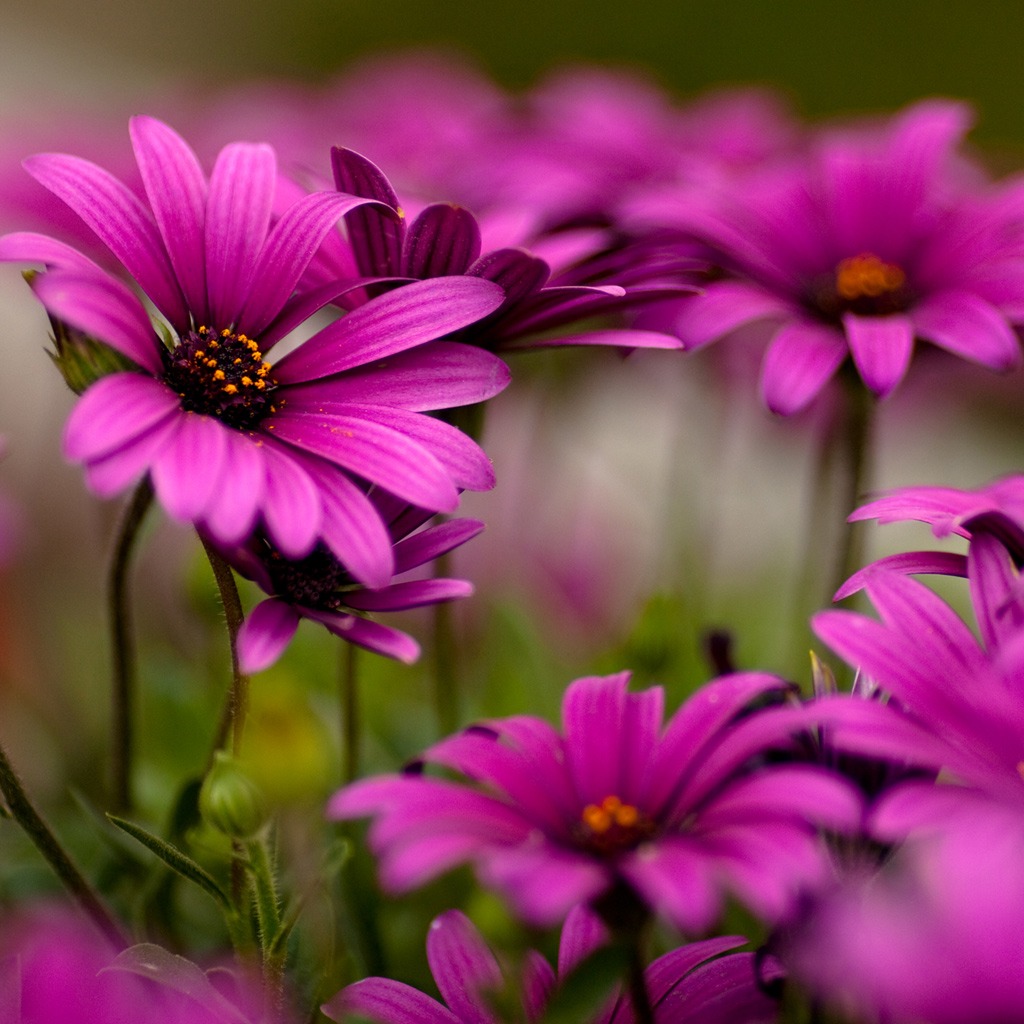 Purple Daisies Wallpapers - Wallpaper Cave