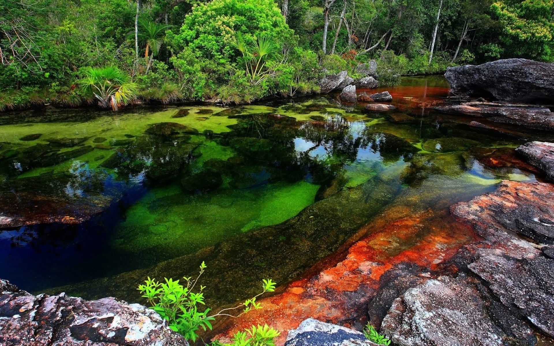 Caño Cristales HD Wallpaper and Background