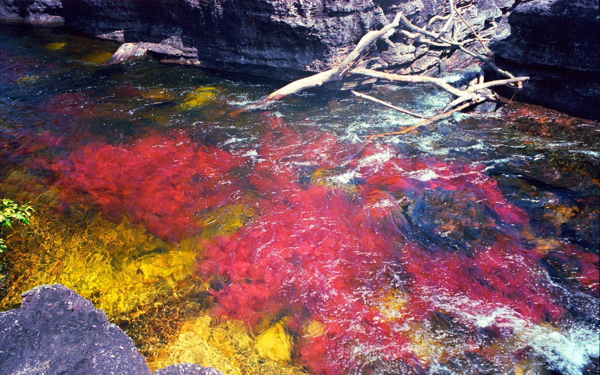 Caño Cristales HD Wallpaper