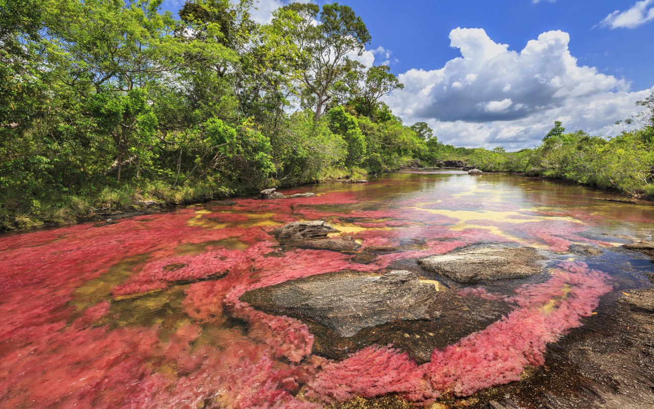 Caño Cristalesécouvrez la plus belle rivière du monde