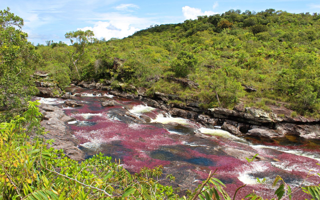 Caño Cristalesécouvrez la plus belle rivière du monde