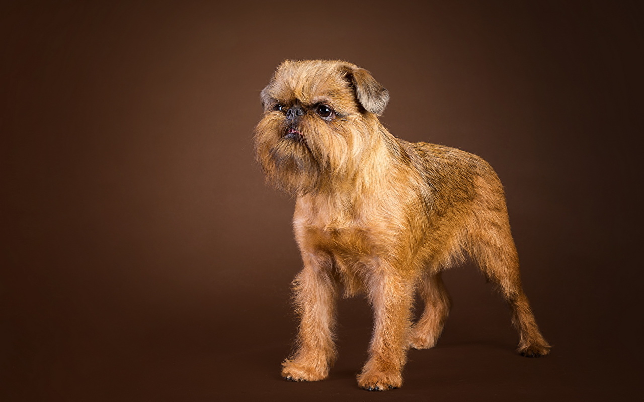 Picture Dogs Brussels Griffon Glance Animals