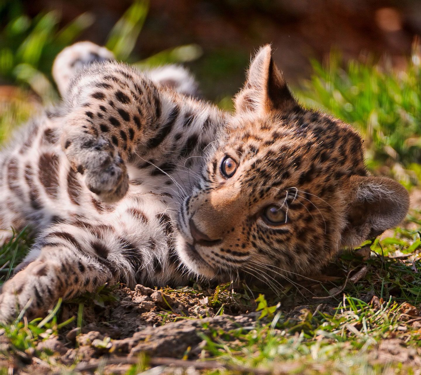 Baby Jaguar Wallpaper Free Baby Jaguar Background