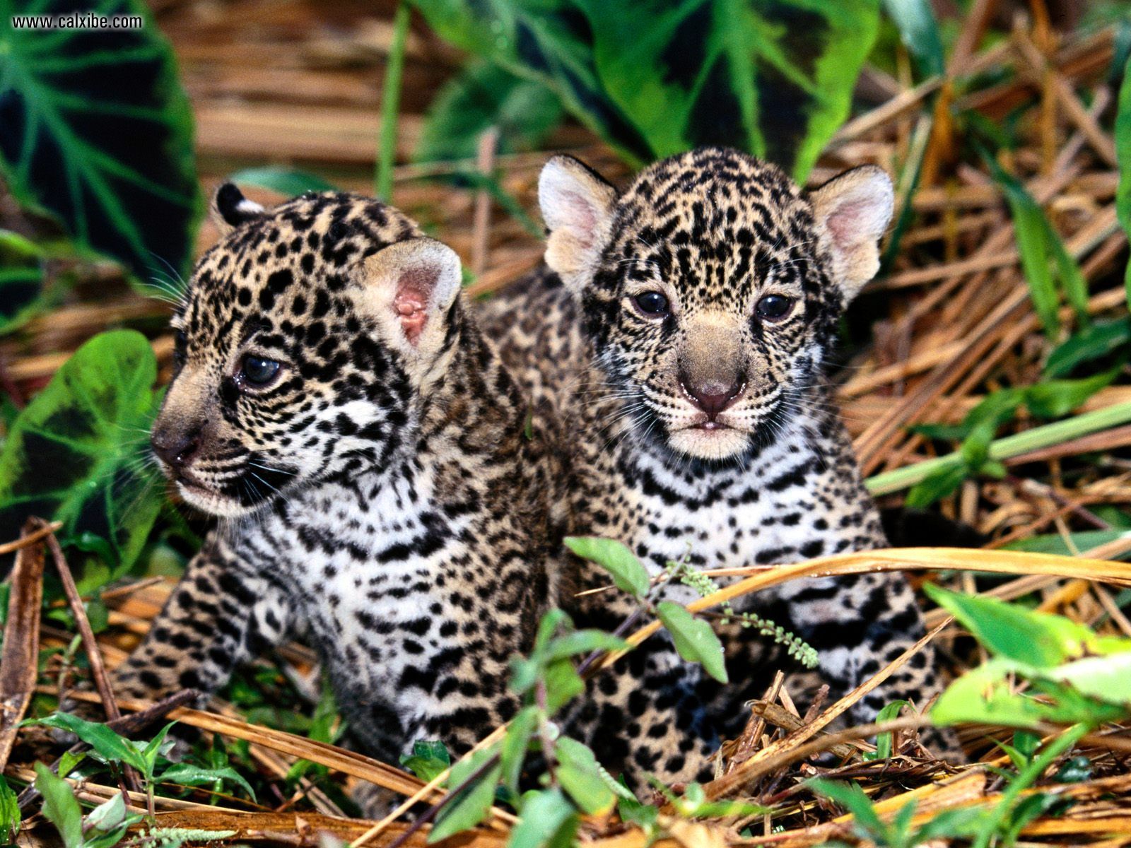 Baby Jaguars wallpaperx1200