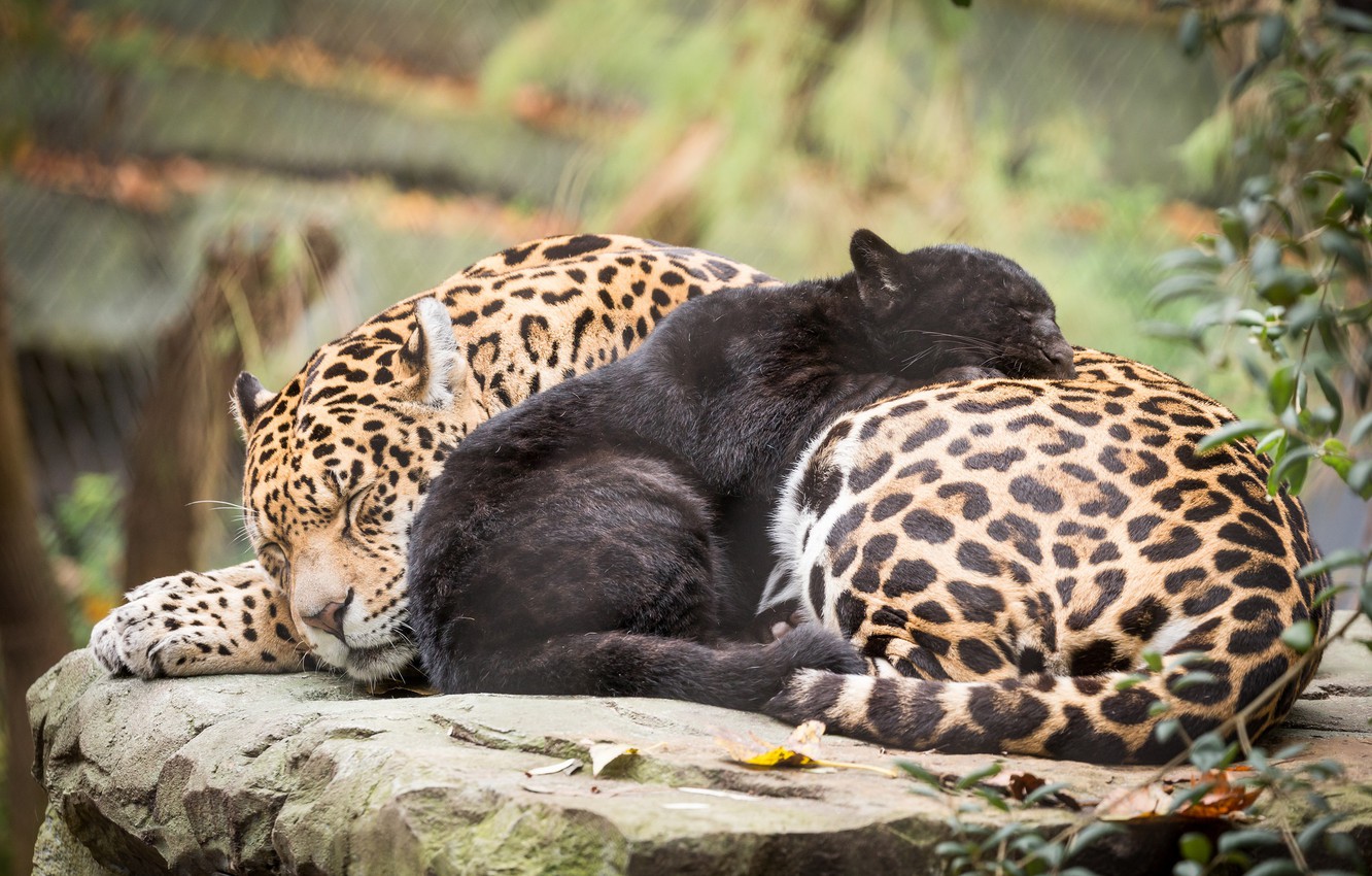 Wallpaper cats, nature, baby, mom, jaguars image for desktop, section кошки