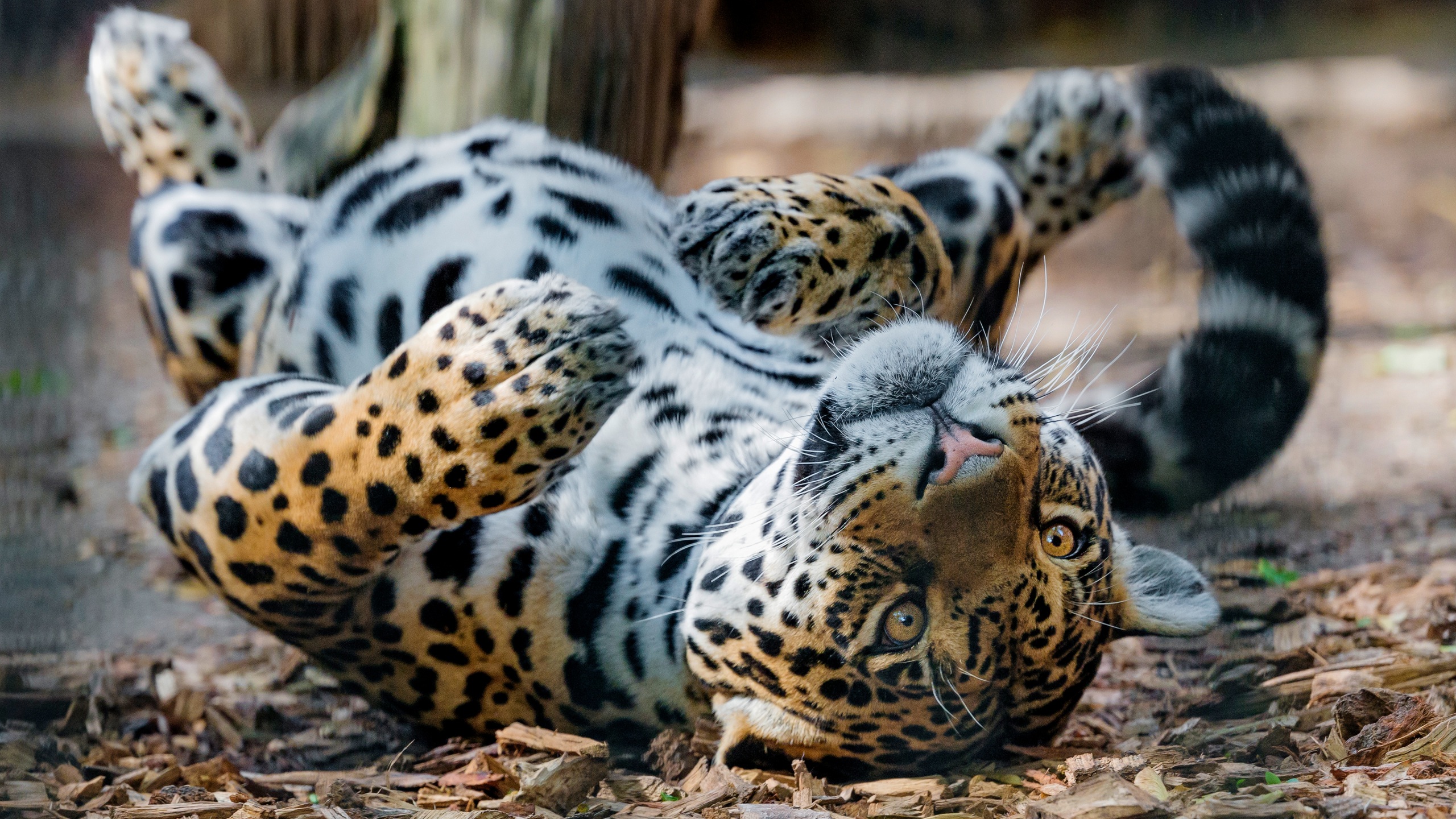 Image Jaguars esting Paws Glance Animals 2560x1440