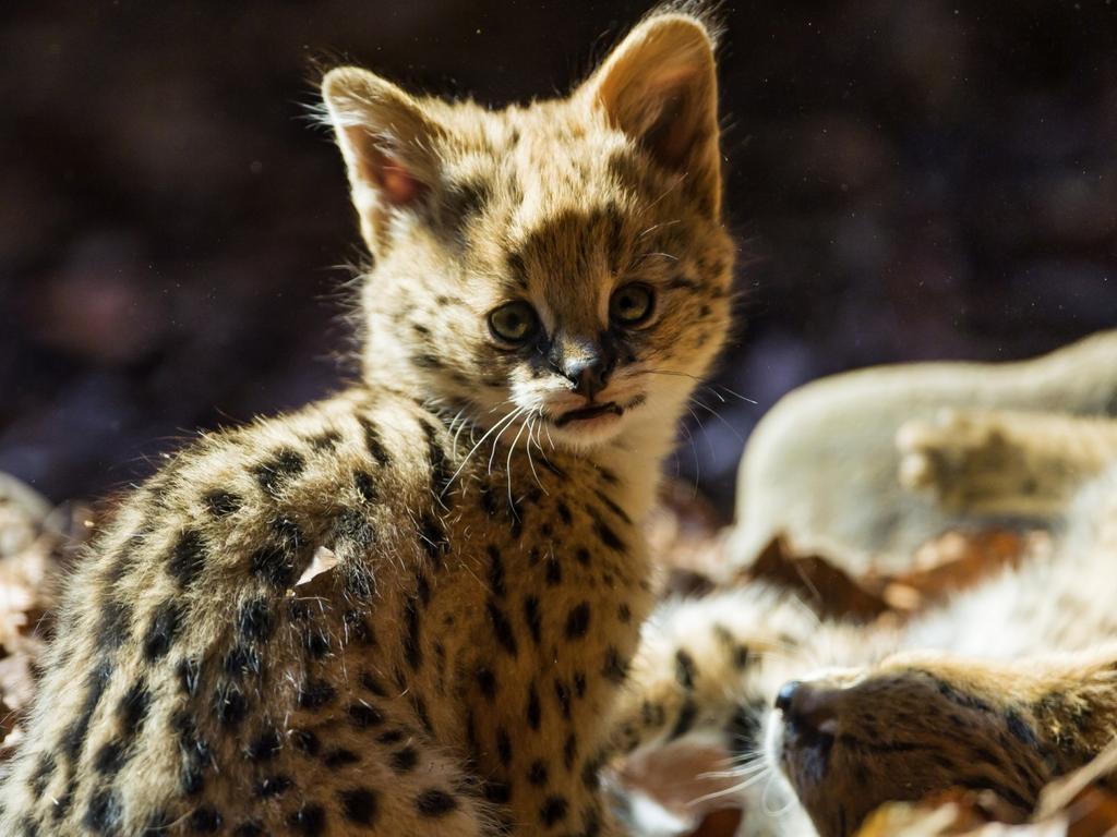 A cute baby jaguar
