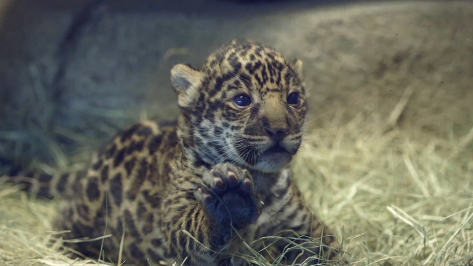 Baby jaguar debuts at San Diego Zoo New York