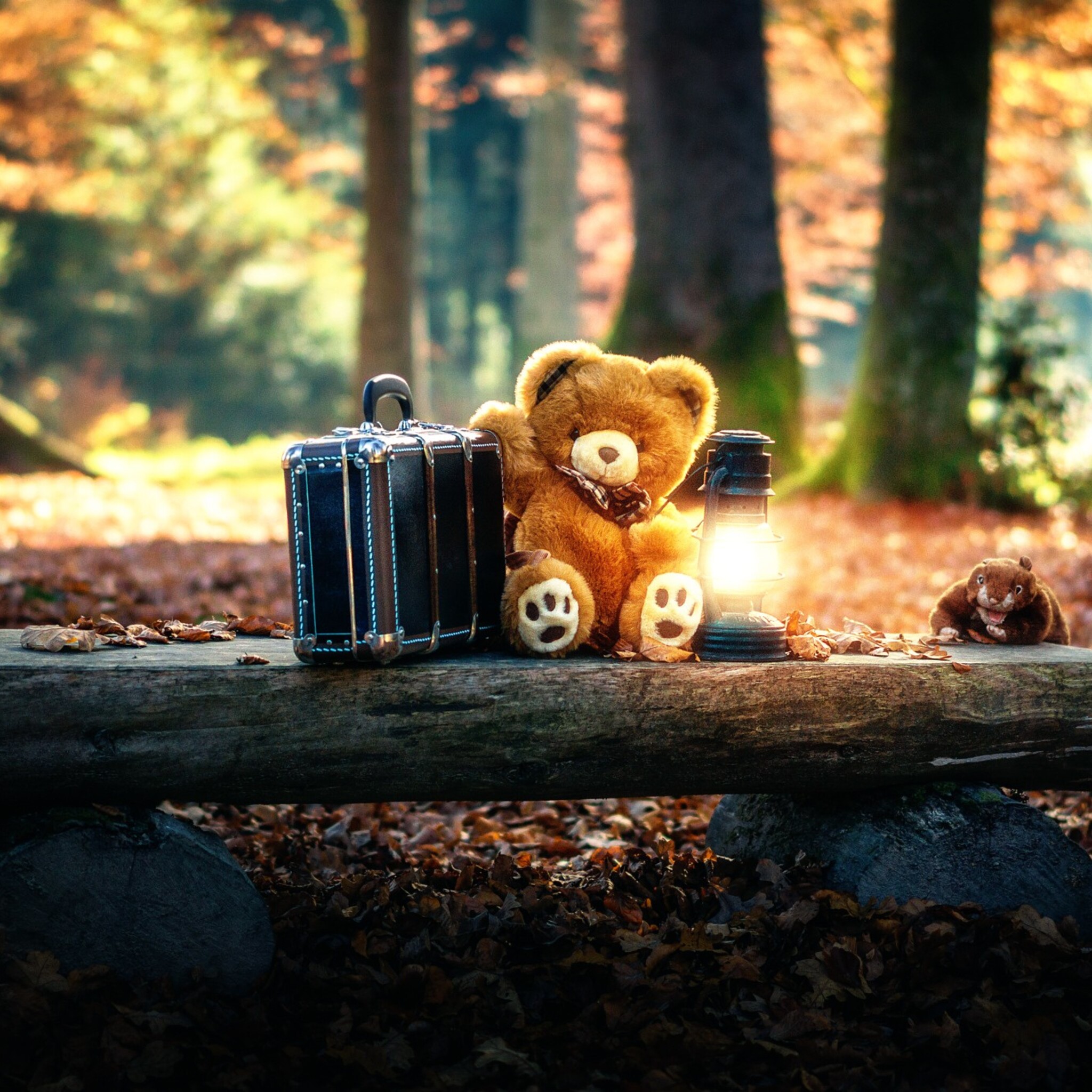 Teddy Bears Cute Alone in Forest iPad Air HD 4k Wallpaper, Image, Background, Photo and Picture