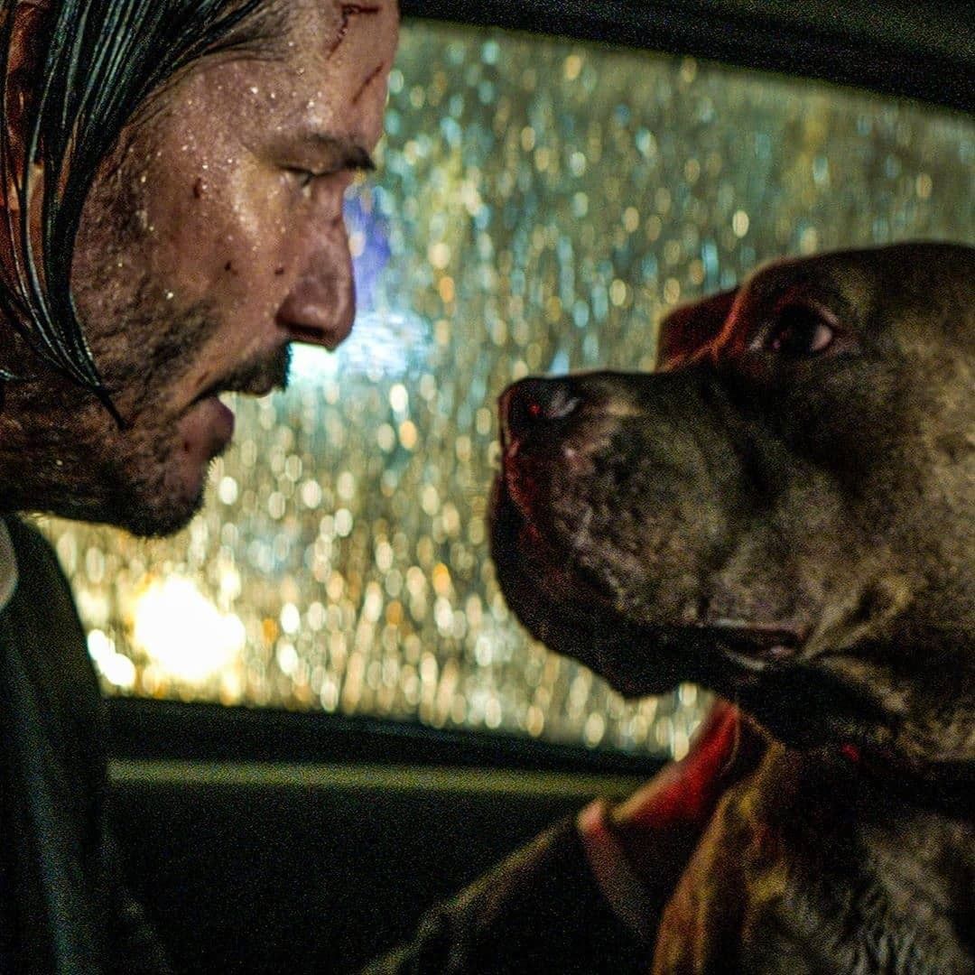 Épinglé par Farid Daza sur John Wick. Cinéma, Arbalète