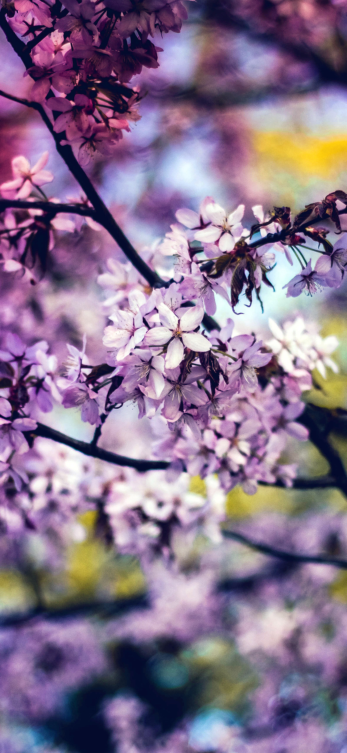 iPhone X wallpaper. flower pink blue nature bokeh tree spring rainbow
