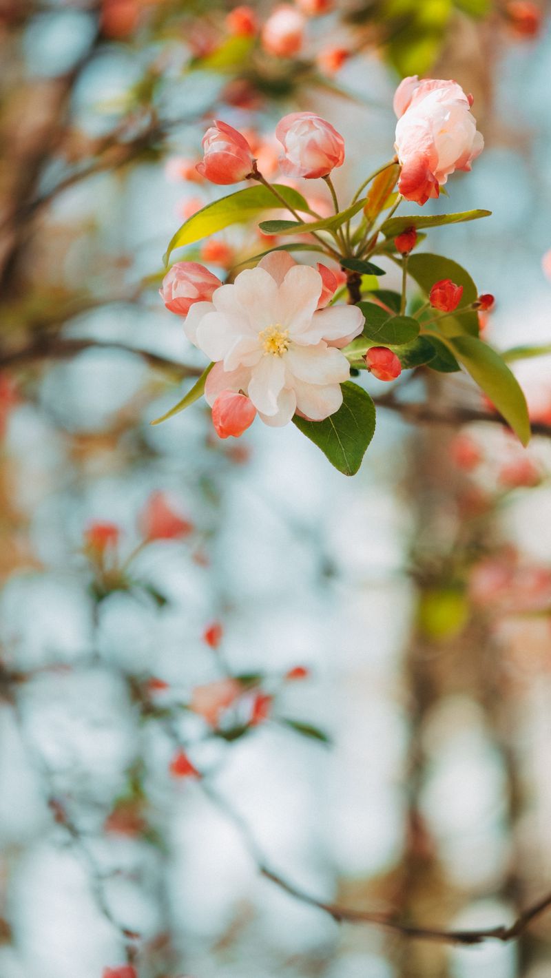 Download Wallpaper 800x1420 Flower, Apple, Branch, Pink, Gentle, Blooms, Spring Iphone Se 5s 5c 5 For Parallax HD Background