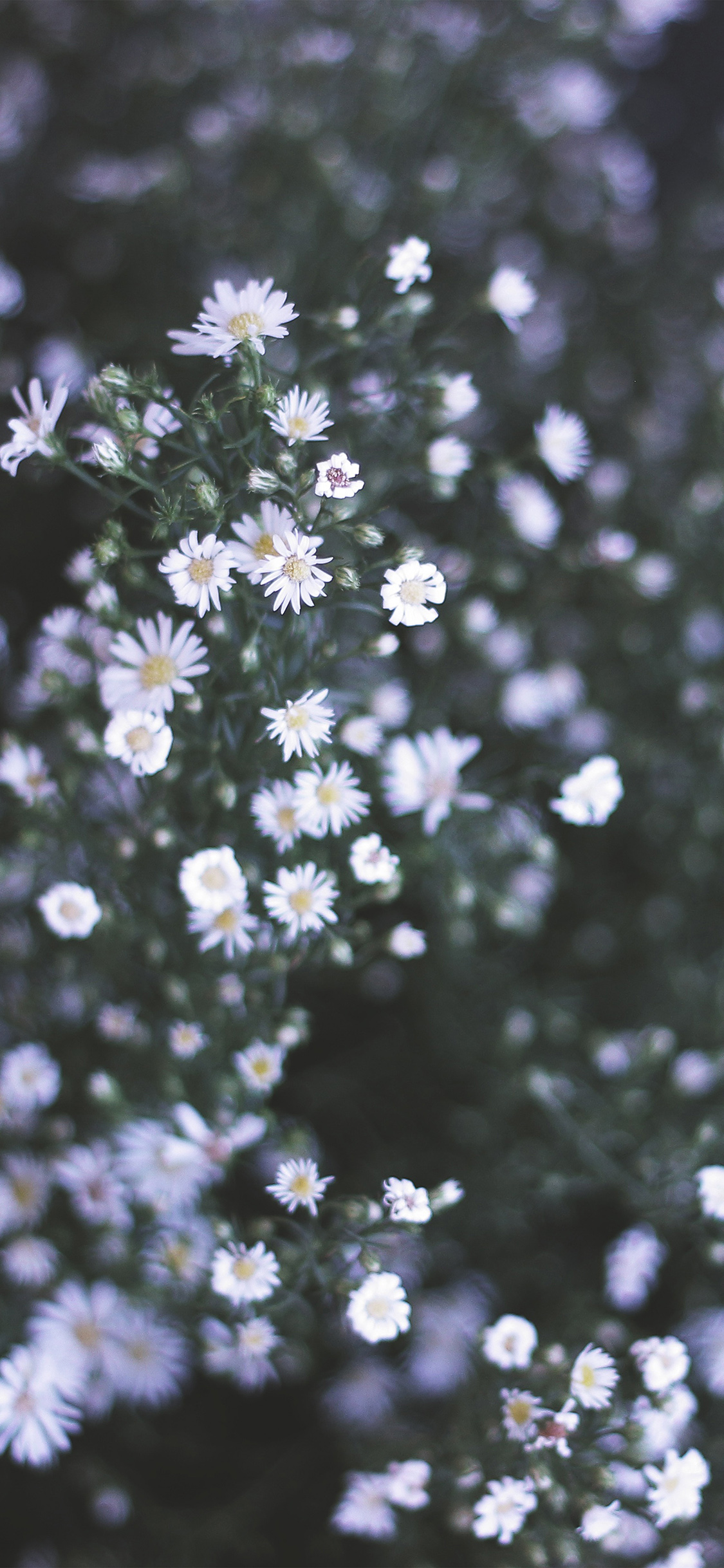 flower white spring nature