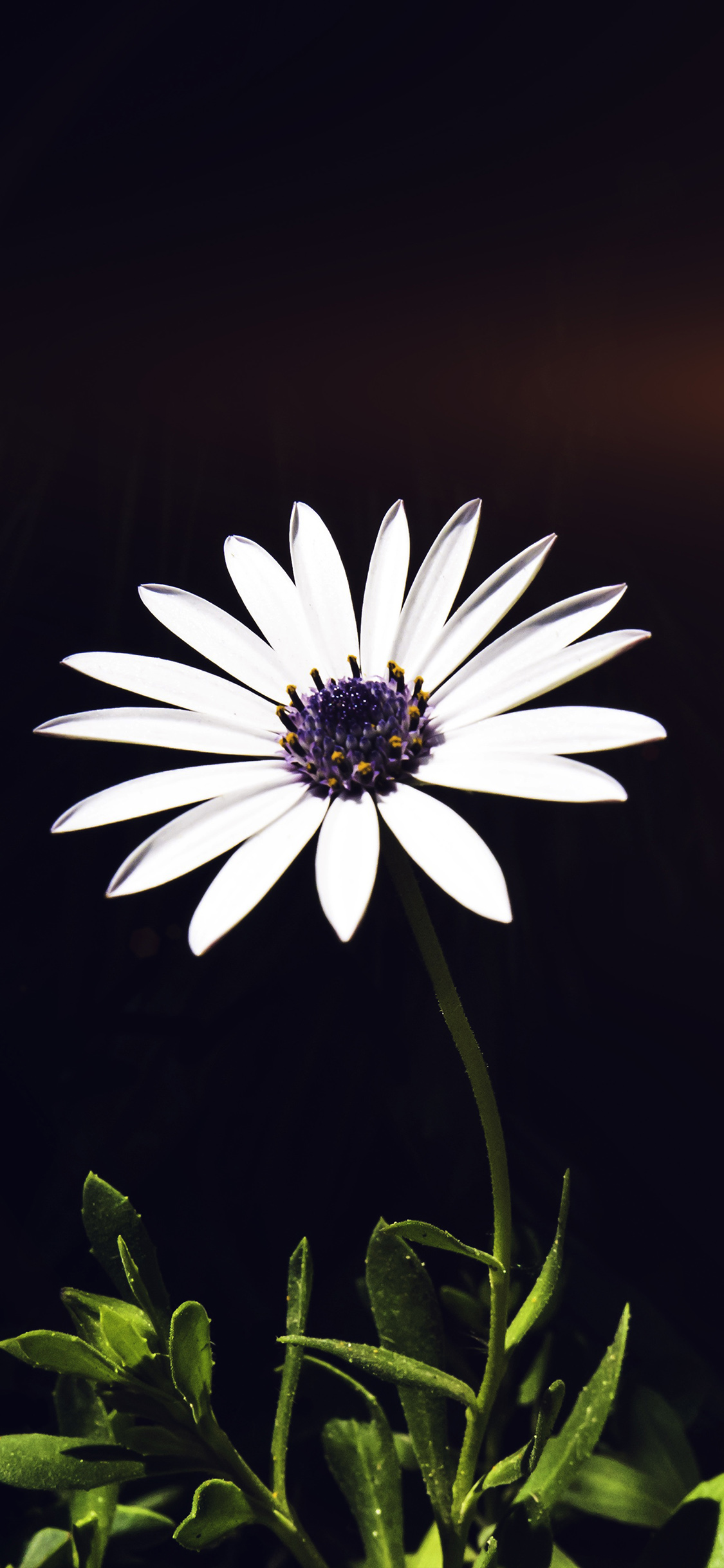 iPhone X wallpaper. flower white spring flare