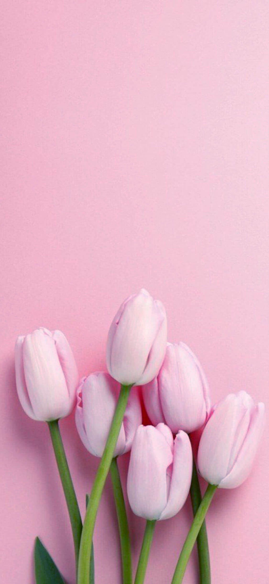 Pink Flower iPhone Wallpaper Free Pink Flower iPhone Background