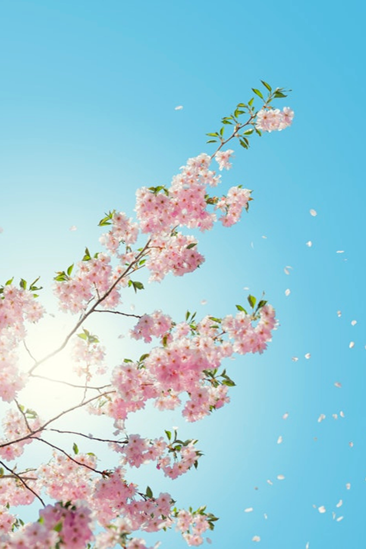 The benefits of using a mortgage adviser. Spring wallpaper, Flower background wallpaper, HD flower wallpaper