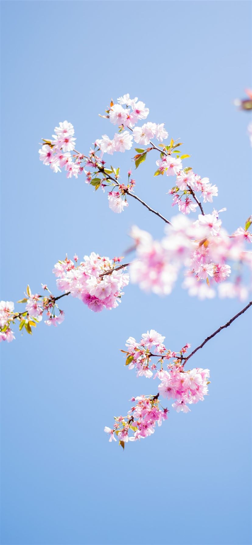 pink flowers tree iPhone 11 Wallpaper Free Download