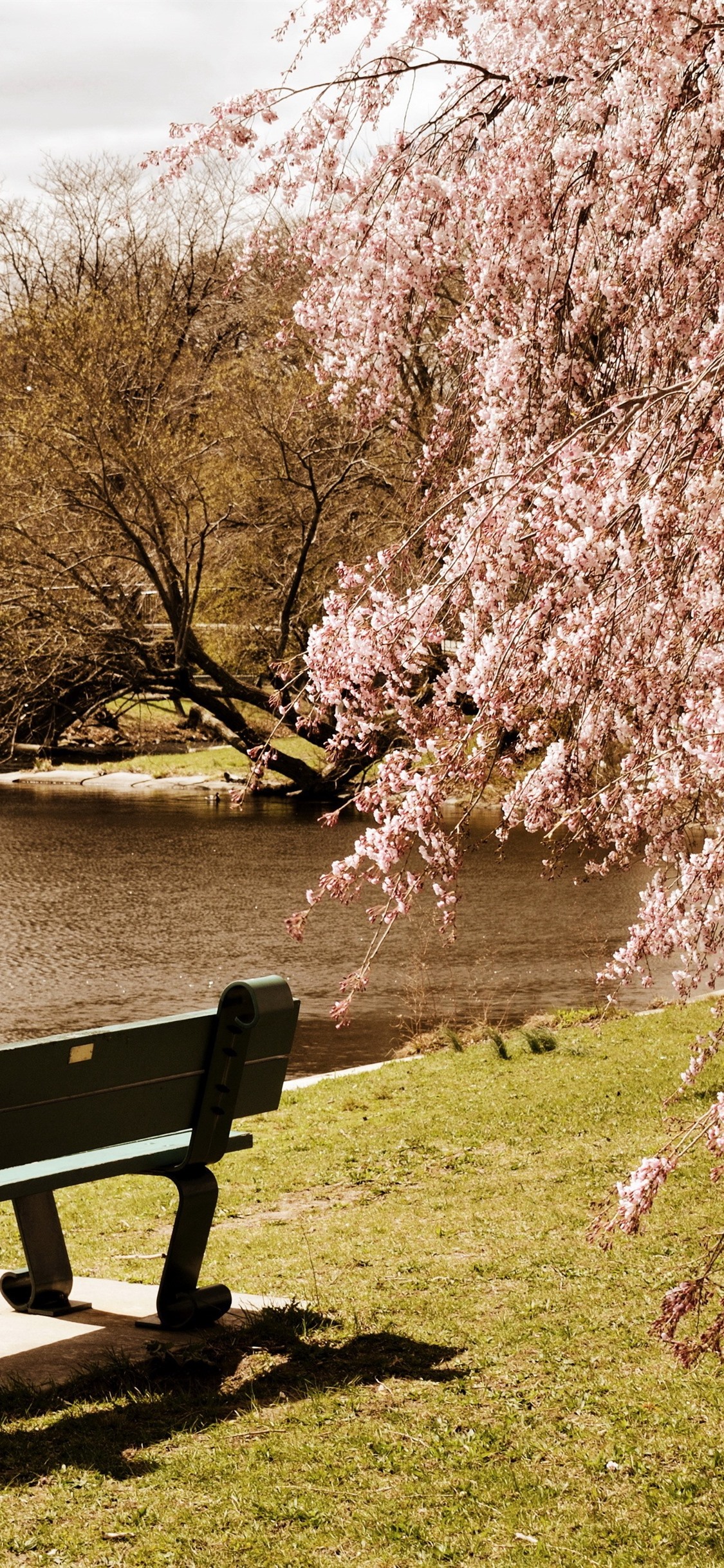 Spring, Tree Flowers Bloom, Pond, Park, Bench 1125x2436 IPhone 11 Pro XS X Wallpaper, Background, Picture, Image