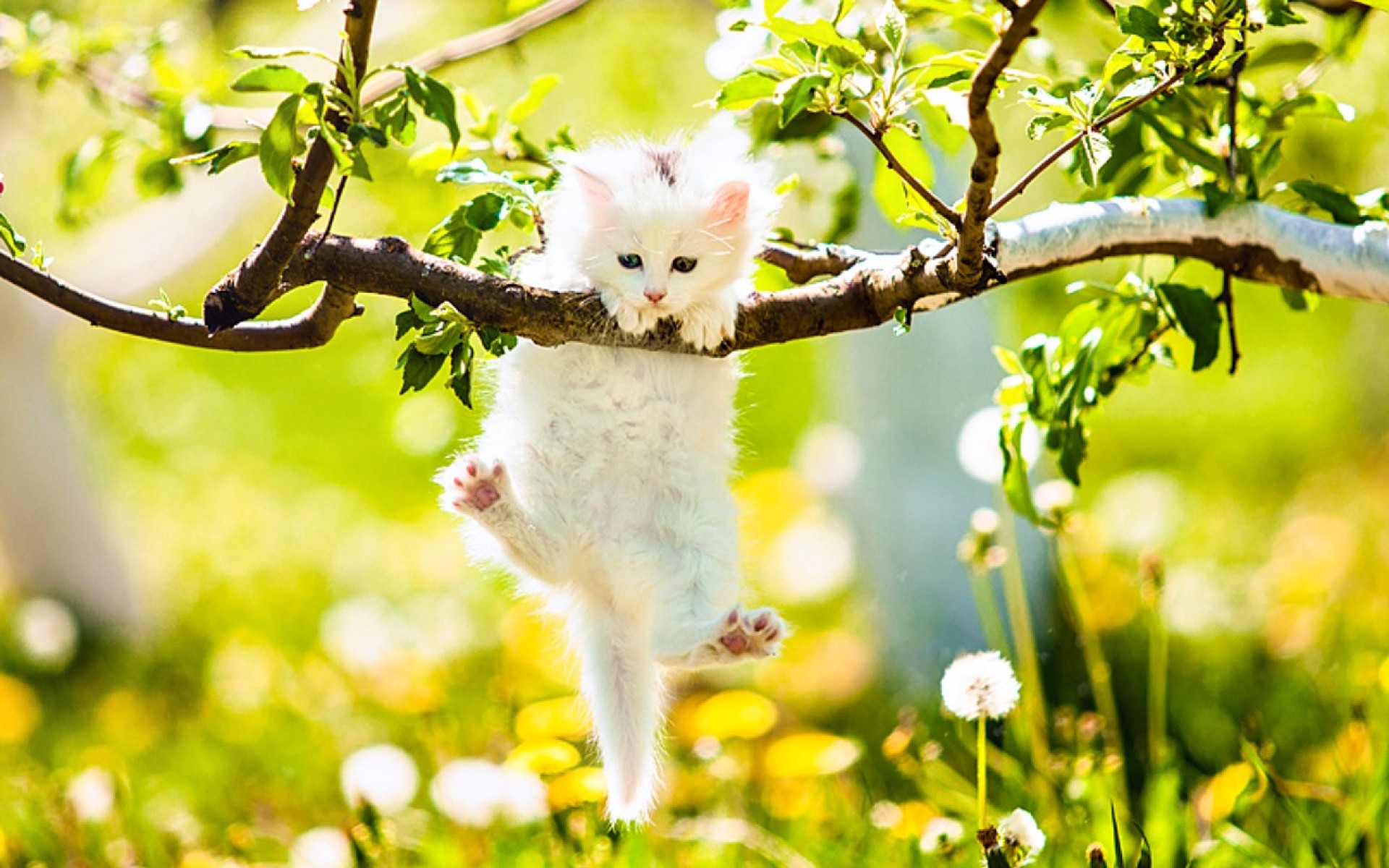 Kitten Hanging on to Branch