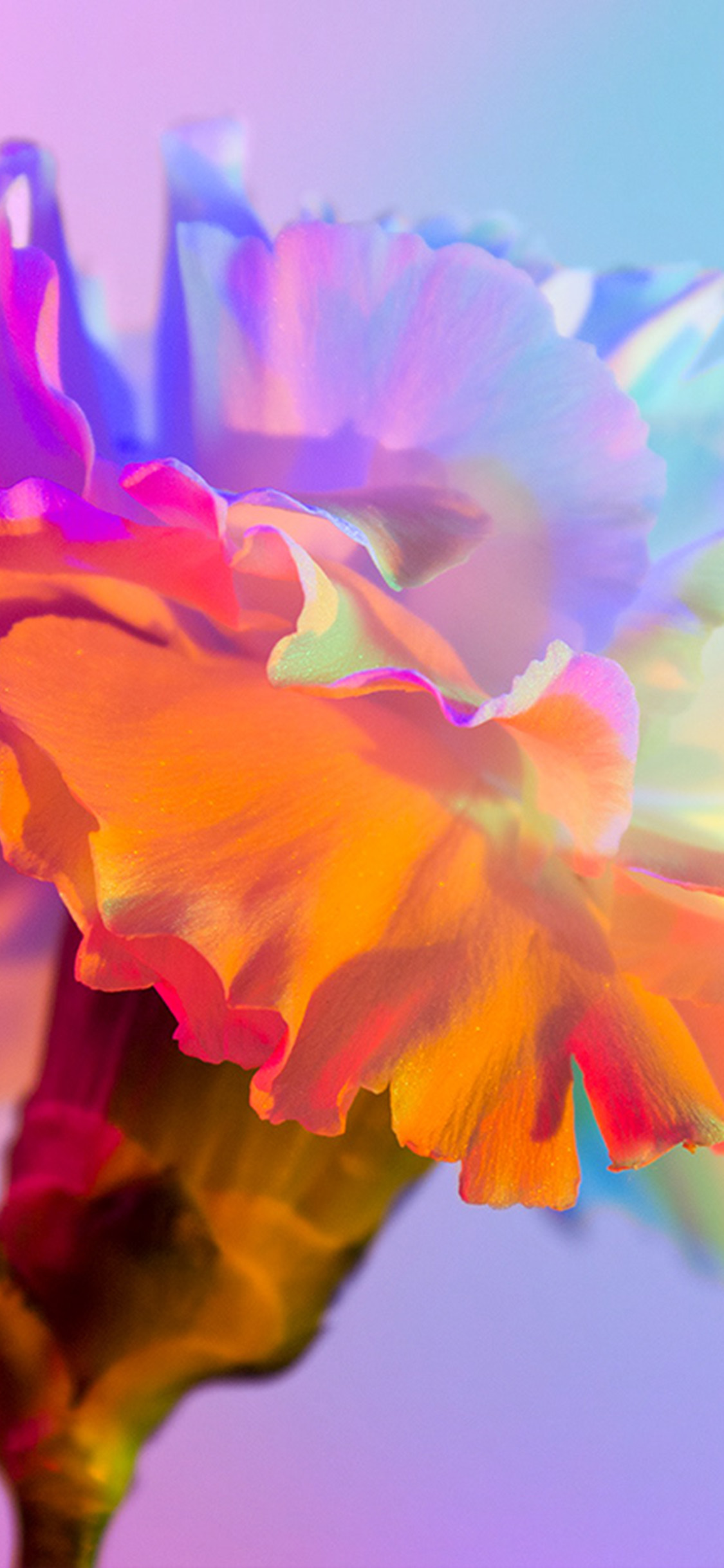 iPhone X wallpaper. art spring flower rainbow